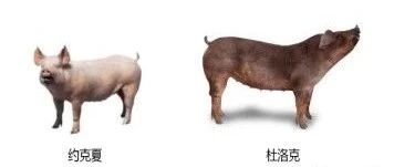 文献解读|（6.081）：比较蛋白质组学和磷酸化蛋白质组学分析揭示约克夏猪和杜洛