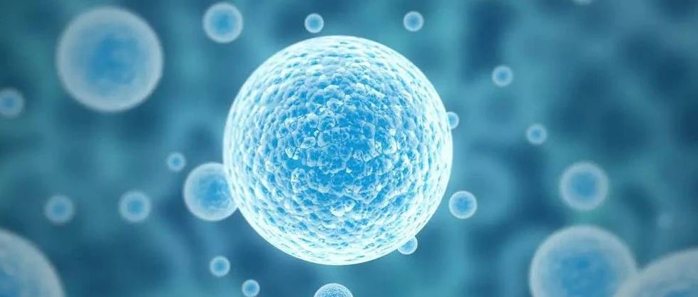 文献解读|Front Pharmacol（5.988）：转录组分析揭示氟苯尼考抑