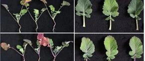 文献解读|（7.670）：生理和比较转录组分析揭示了油菜籽花青素突变体耐涝的机制