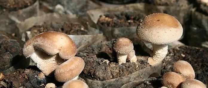 文献解读|mSystems（7.324）：木屑堆肥处理对香菇碳水化合物和芳香族氨