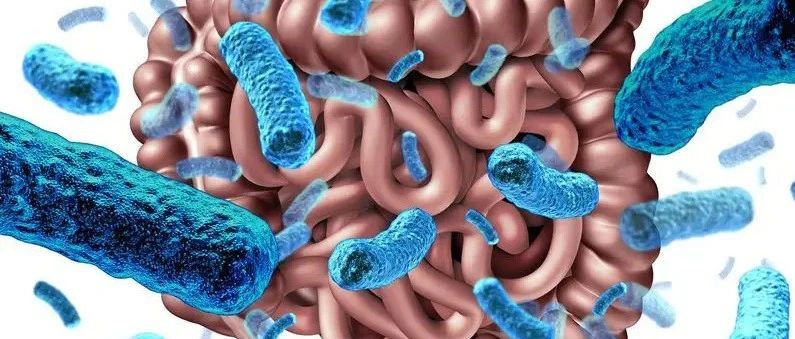 文献解读|J FUNCT FOODS（5.233）：微生物群导向的补充食品对移殖