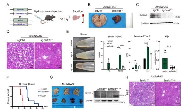 文献解读|J Hepatol（40.1）：Setdb1抑制肝细胞癌中的抗肿瘤免疫