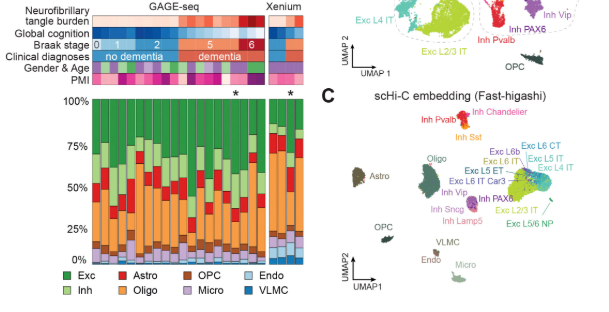 阿尔茨海默病里，染色质的"房间"塌了：Science 新研究